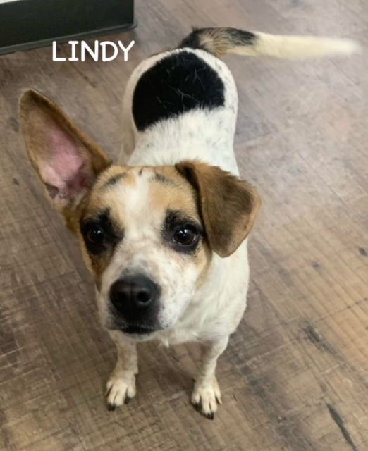 LINDY, an adopted Jack Russell Terrier Mix in Bowling Green, OH_image-4