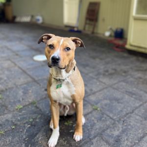 Animal Profile Aiko is an estimated 10-month-old male terrier breed mix pup who was pulled from Cad