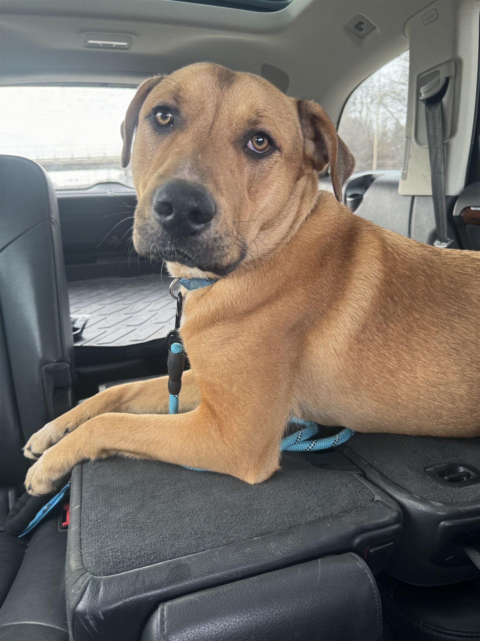 Crunch, an adoptable Shepherd, Labrador Retriever in Duluth, MN, 55807 | Photo Image 1