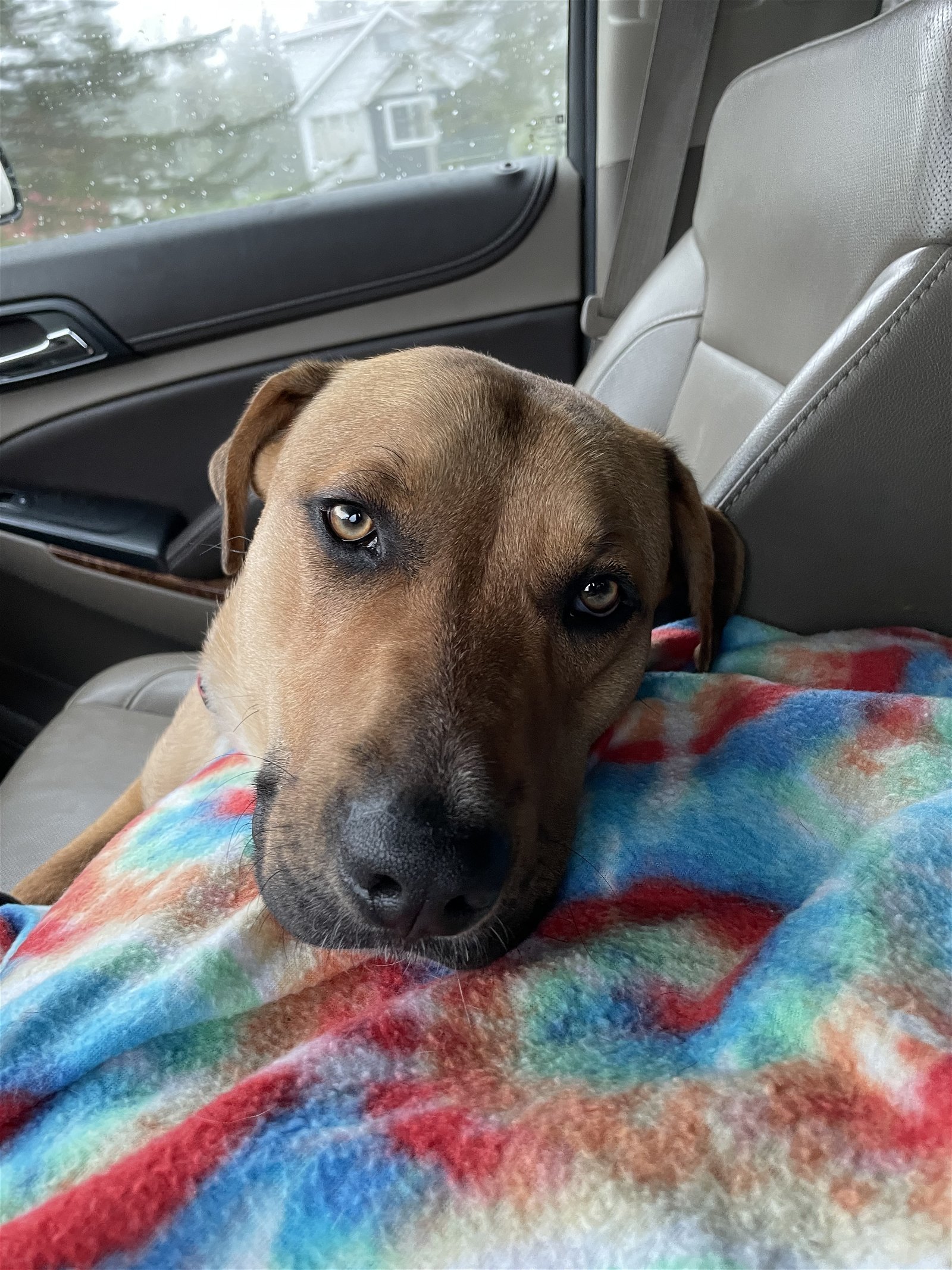 Crunch, an adoptable Shepherd, Labrador Retriever in Duluth, MN, 55807 | Photo Image 2