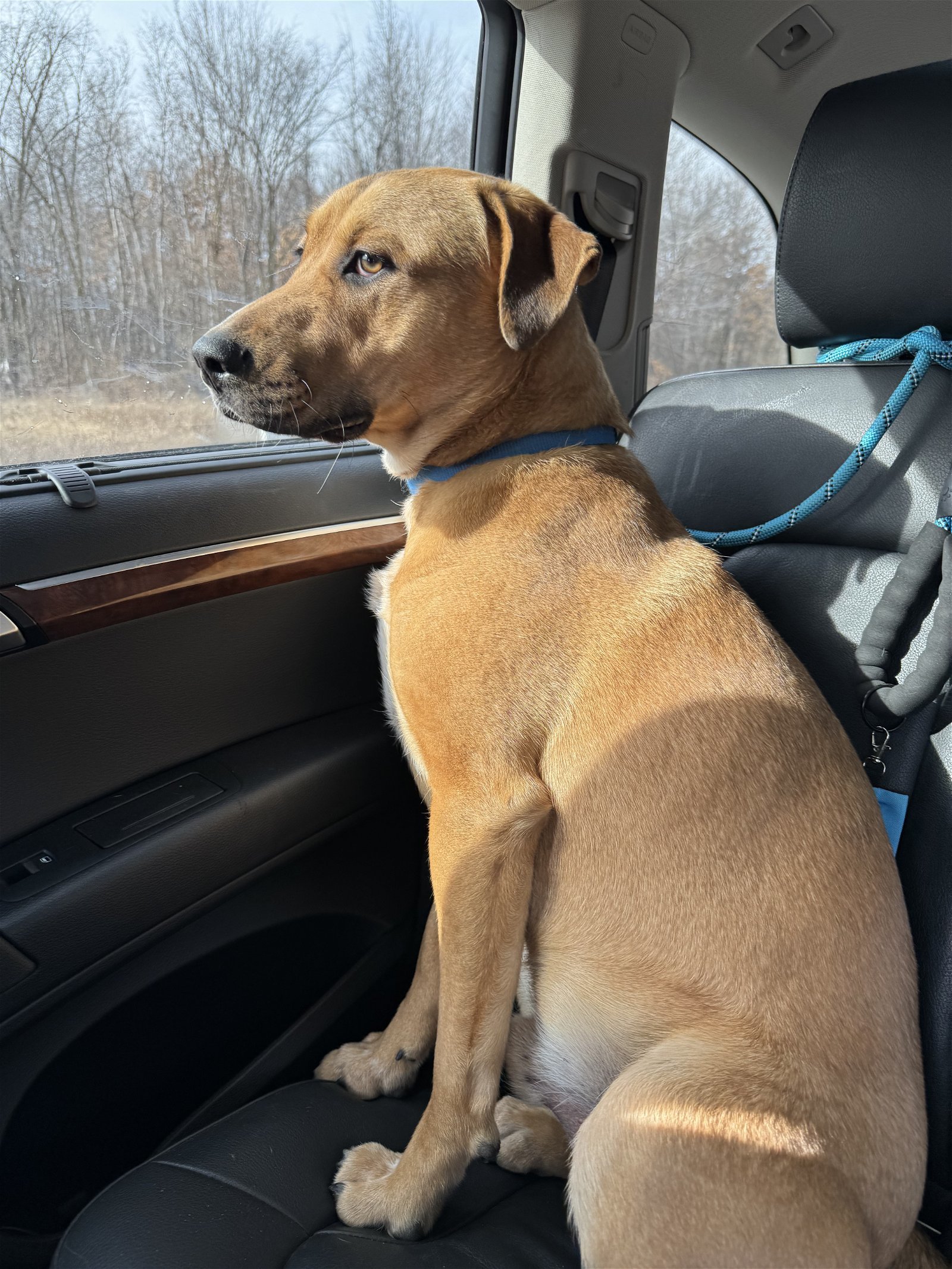 Crunch, an adoptable Shepherd, Labrador Retriever in Duluth, MN, 55807 | Photo Image 3