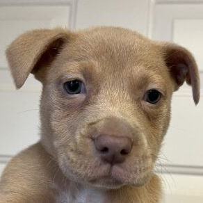 Dog for adoption Frontier a Labrador Retriever Mix in Frederick