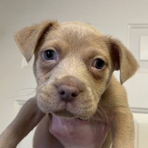 Petfinder puppy 2024