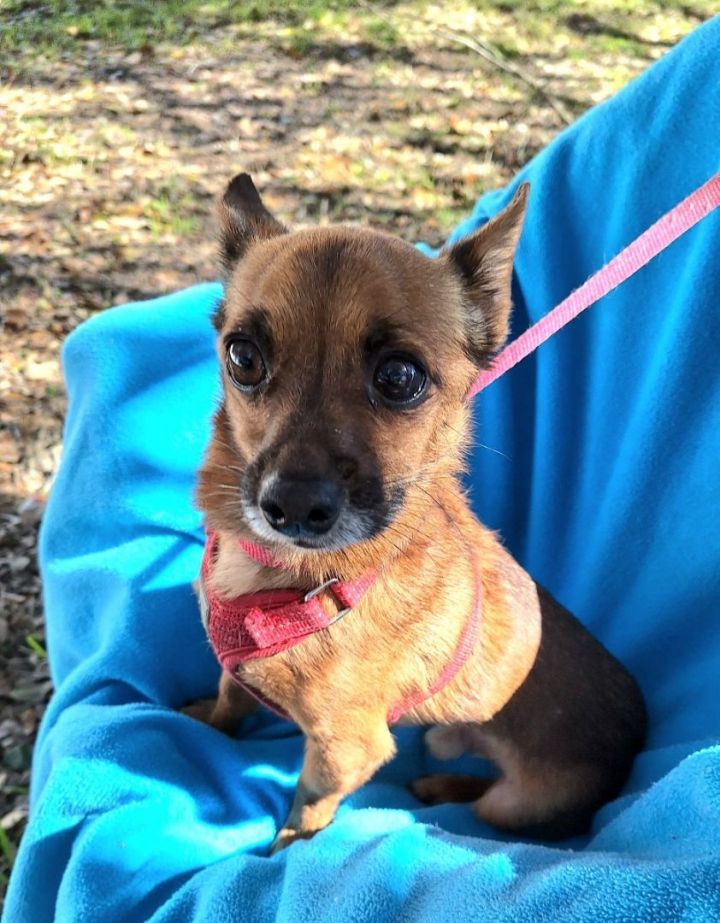 Dog for adoption Scrappy BL13085 T a Chihuahua Mix in