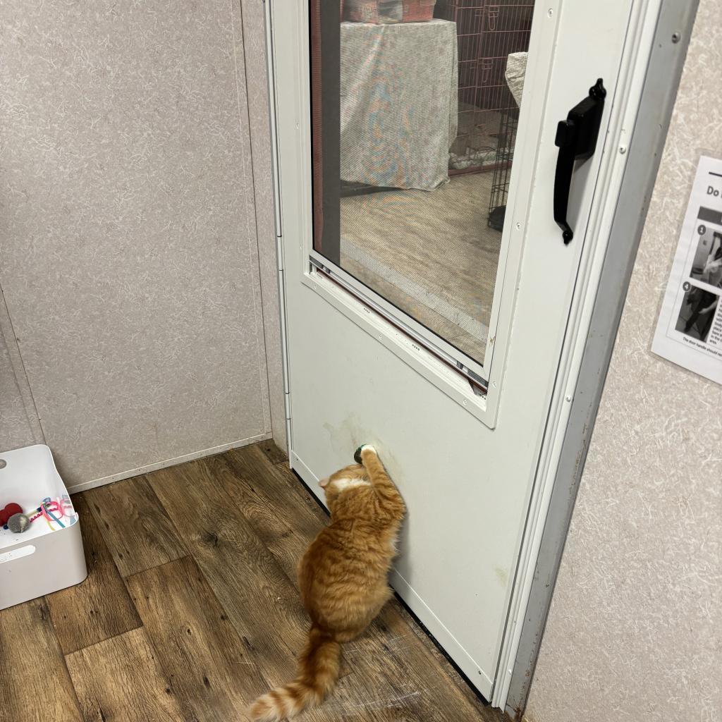 Ginger, an adoptable Domestic Medium Hair in Hinesville, GA, 31313 | Photo Image 2