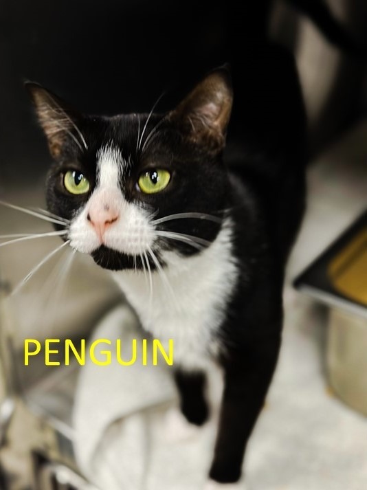 PENGUIN, an adoptable Domestic Short Hair in New Bern, NC, 28563 | Photo Image 1