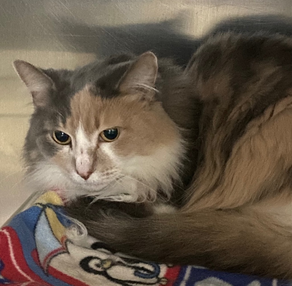 Sassy Pants, an adoptable Domestic Long Hair in Virginia, MN, 55792 | Photo Image 2