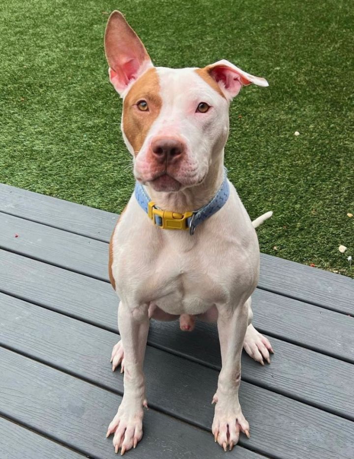 Dog for adoption Bones a Pit Bull Terrier Mix in Staten island