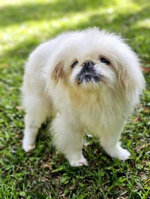 Im Faith Lee a 13 year old Pekingese I was rescued by AAU after my owner died and had no