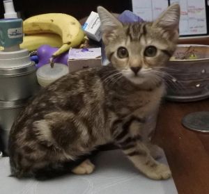Mom cat Nellie was rescued in a mobile home park in Moss Beach Shortly after