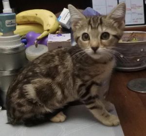 Mom cat Nellie was rescued in a mobile home park in Moss Beach Shortly after she gave birth to 5