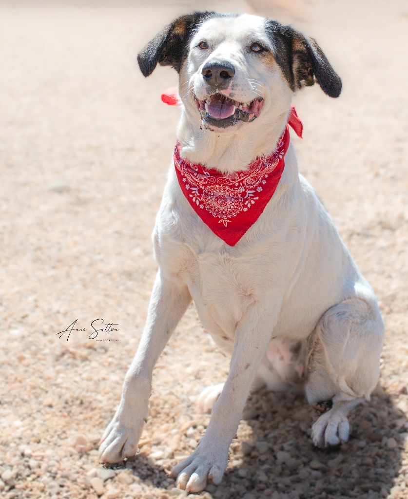 Valentine, an adoptable Mixed Breed in Hot Springs, SD, 57747 | Photo Image 1