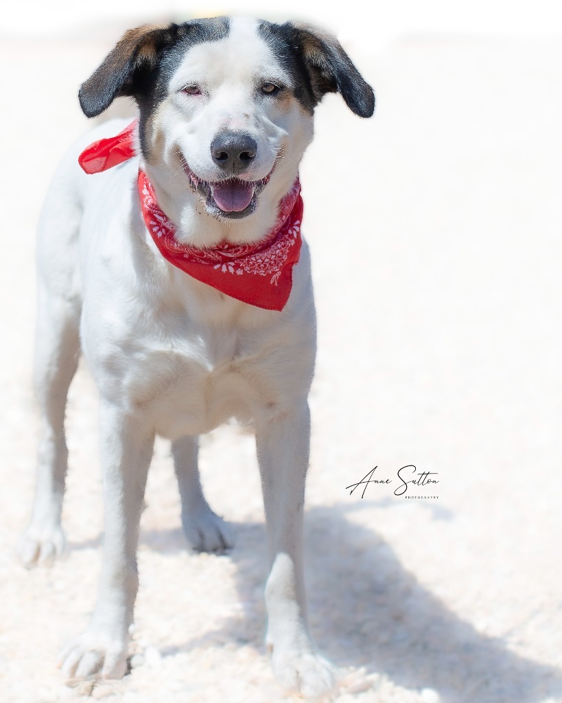 Valentine, an adoptable Mixed Breed in Hot Springs, SD, 57747 | Photo Image 2