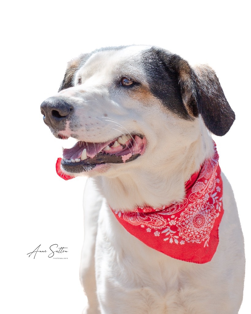 Valentine, an adoptable Mixed Breed in Hot Springs, SD, 57747 | Photo Image 3