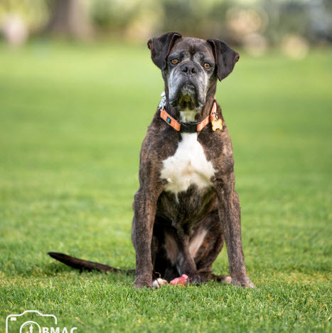 Dog for adoption - Barney, a Boxer in Oceanside, CA