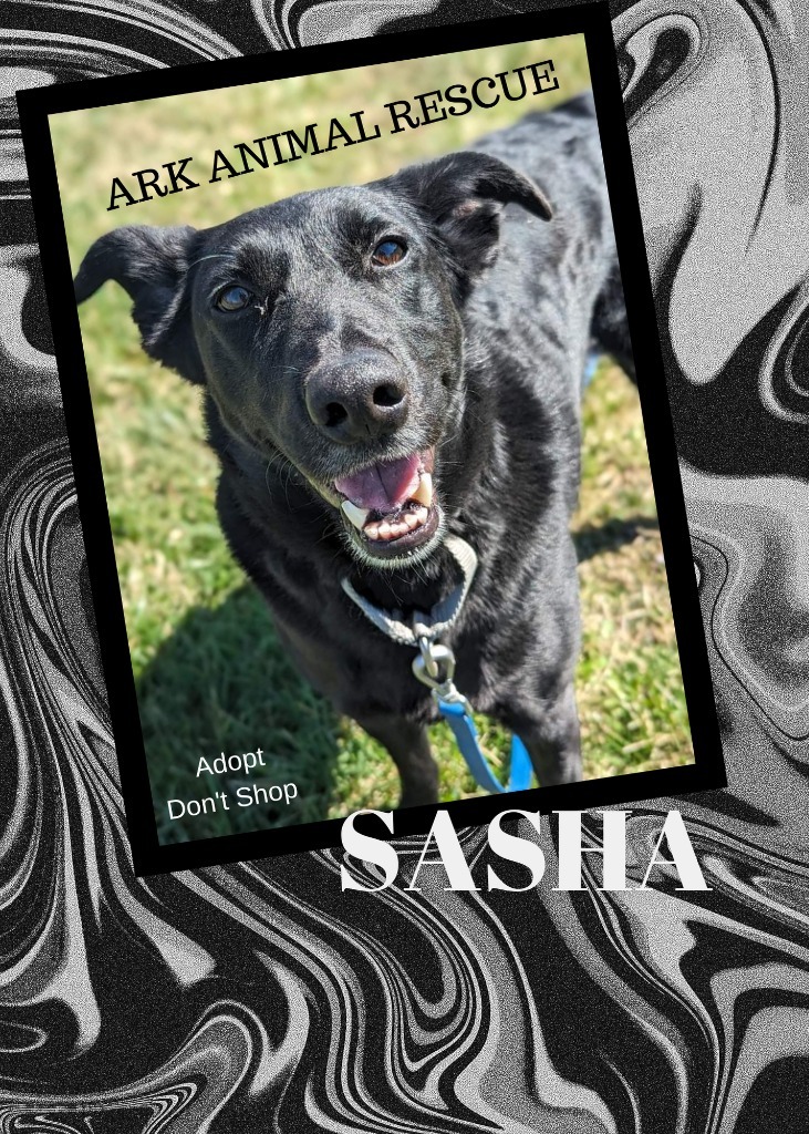 Sasha