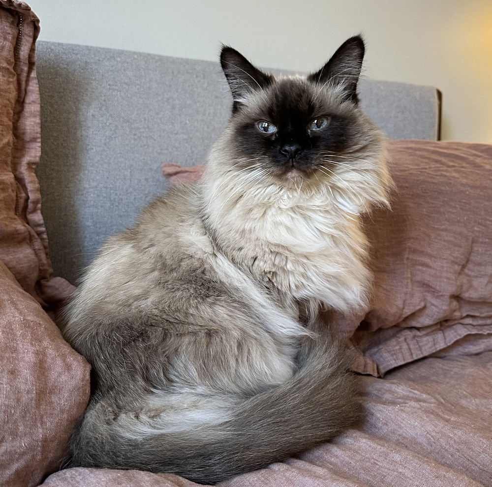 Peter Parker, an adoptable Himalayan, Siamese in Chicago, IL, 60609 | Photo Image 1