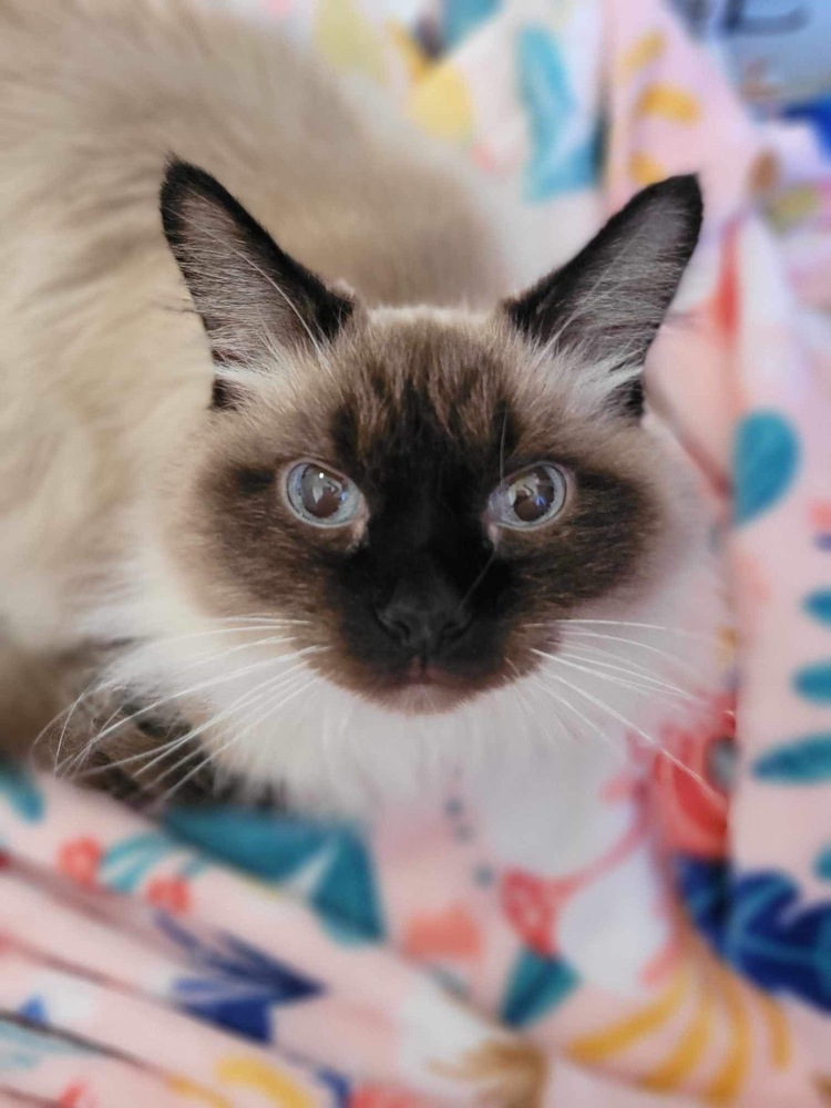 Peter Parker, an adoptable Himalayan, Siamese in Chicago, IL, 60609 | Photo Image 2