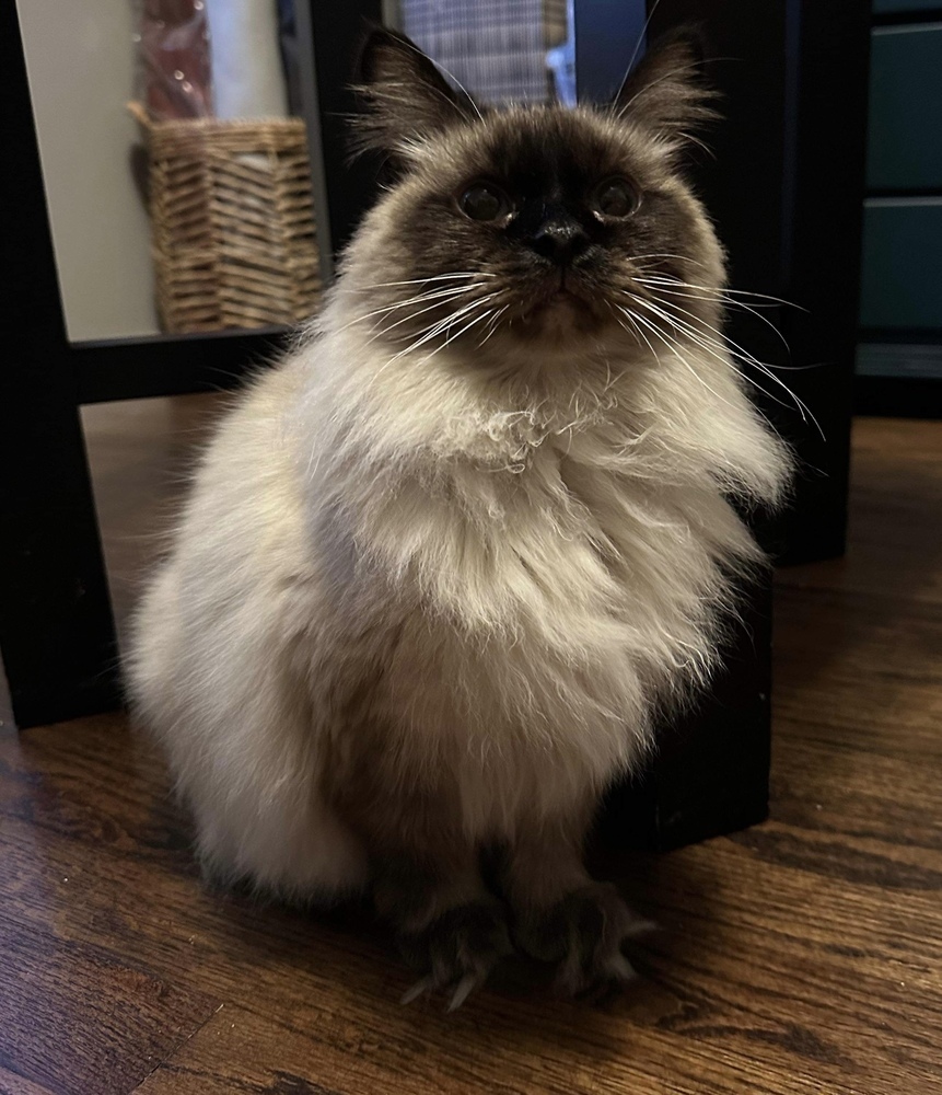 Peter Parker, an adoptable Himalayan, Siamese in Chicago, IL, 60609 | Photo Image 3