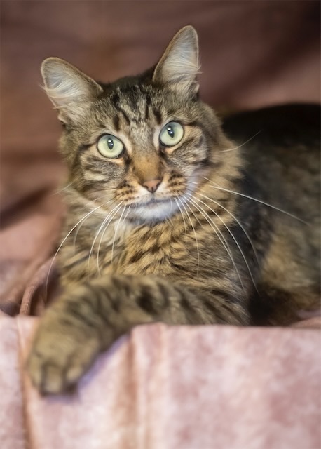 Mr. Fancy!, an adoptable Domestic Long Hair in Jersey City, NJ_image-1