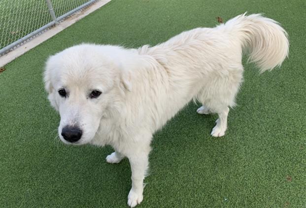 Grand pyrenees golden retriever hot sale mix