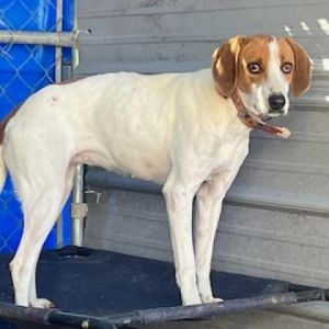 Serena Coonhound Dog