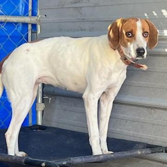 Serena, an adoptable Coonhound, Mixed Breed in QUINCY, FL, 32351 | Photo Image 1