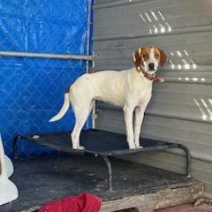 Serena, an adoptable Coonhound, Mixed Breed in QUINCY, FL, 32351 | Photo Image 2