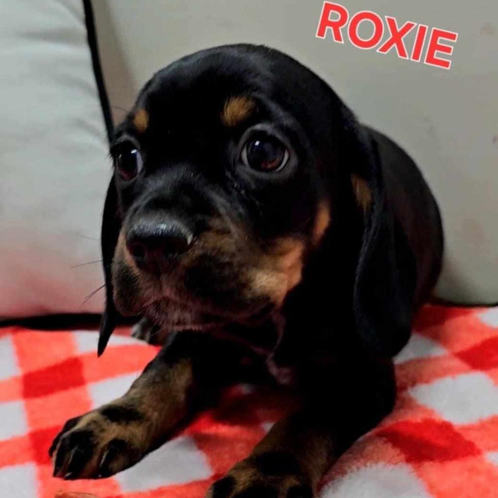 Roxie detail page