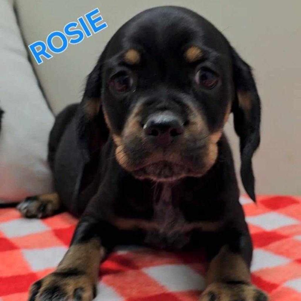 Rosie detail page