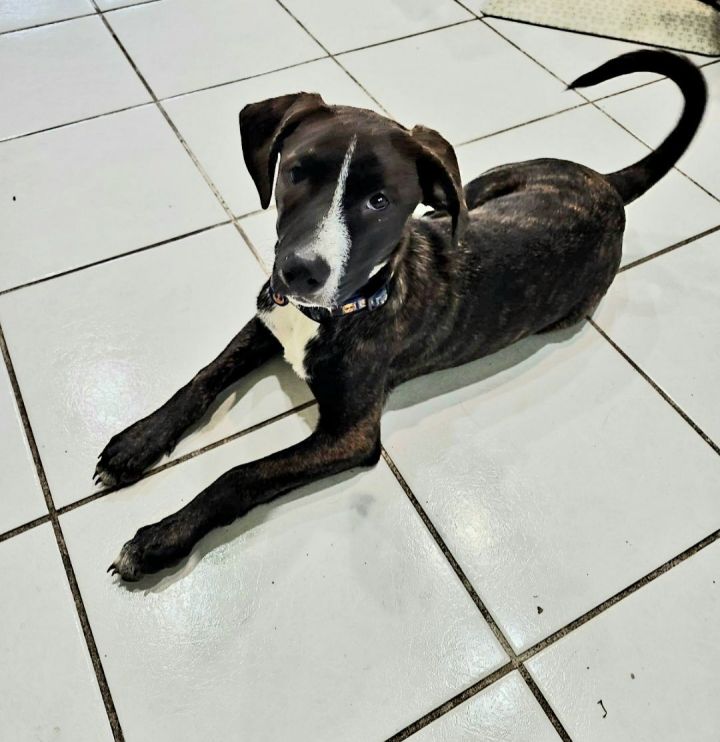 Dog for adoption Joel a Mountain Cur Terrier Mix in Sanford