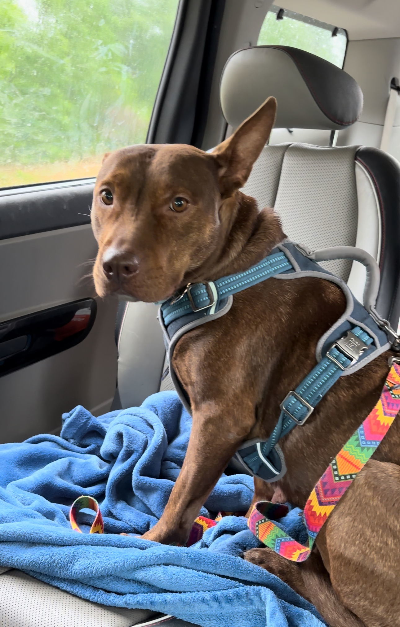 Day Day, an adoptable Terrier, Cattle Dog in Holly Springs, NC, 27540 | Photo Image 3