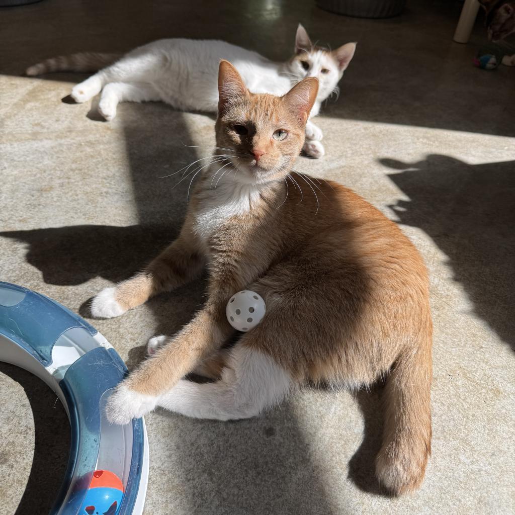 Squash, an adoptable Domestic Short Hair in Albert Lea, MN, 56007 | Photo Image 1