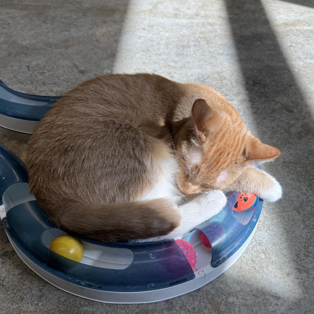 Squash, an adoptable Domestic Short Hair in Albert Lea, MN, 56007 | Photo Image 5