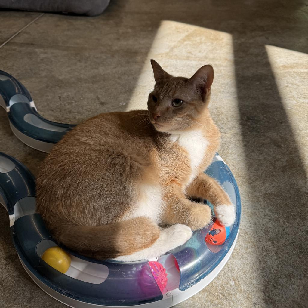 Squash, an adoptable Domestic Short Hair in Albert Lea, MN, 56007 | Photo Image 6