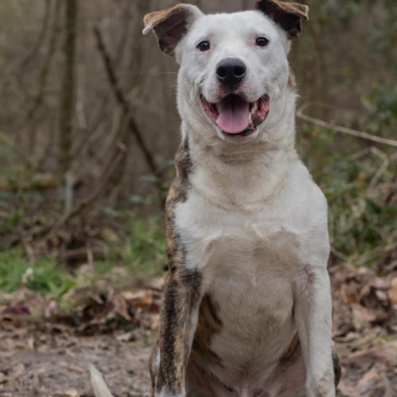 Joey, an adoptable Mixed Breed in QUINCY, FL, 32351 | Photo Image 1