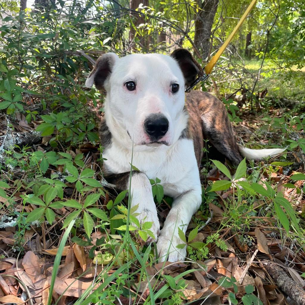 Joey, an adoptable Mixed Breed in QUINCY, FL, 32351 | Photo Image 2