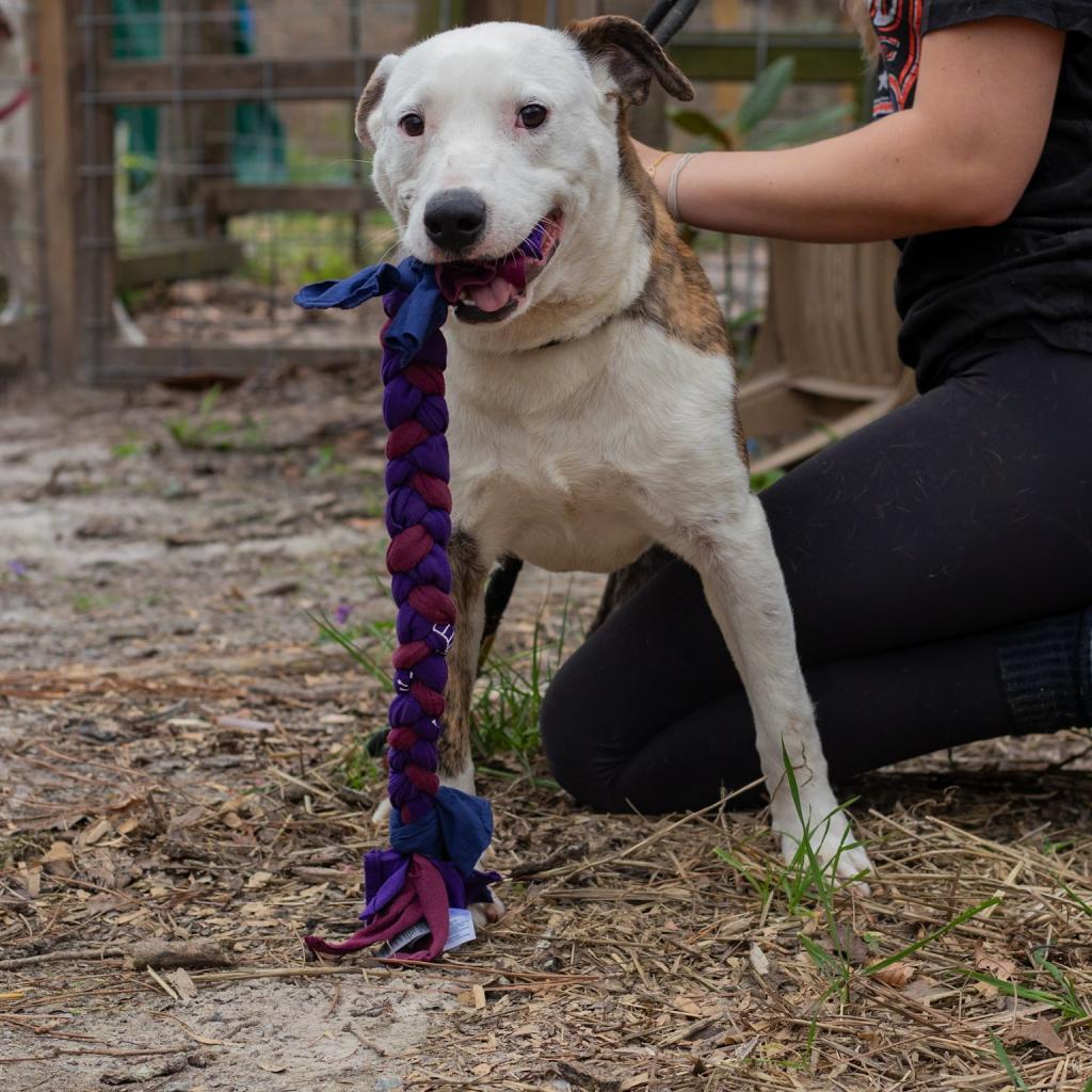 Joey, an adoptable Mixed Breed in QUINCY, FL, 32351 | Photo Image 3