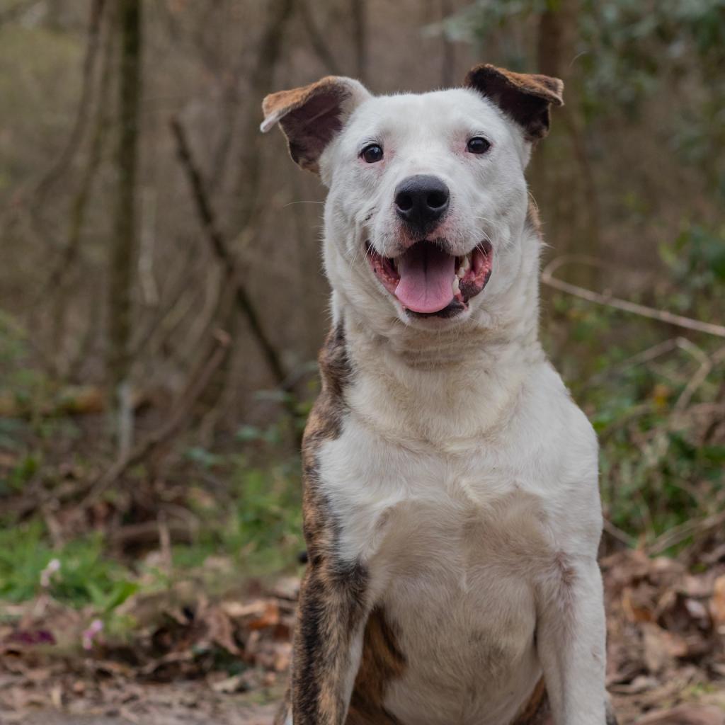 Joey, an adoptable Mixed Breed in QUINCY, FL, 32351 | Photo Image 4