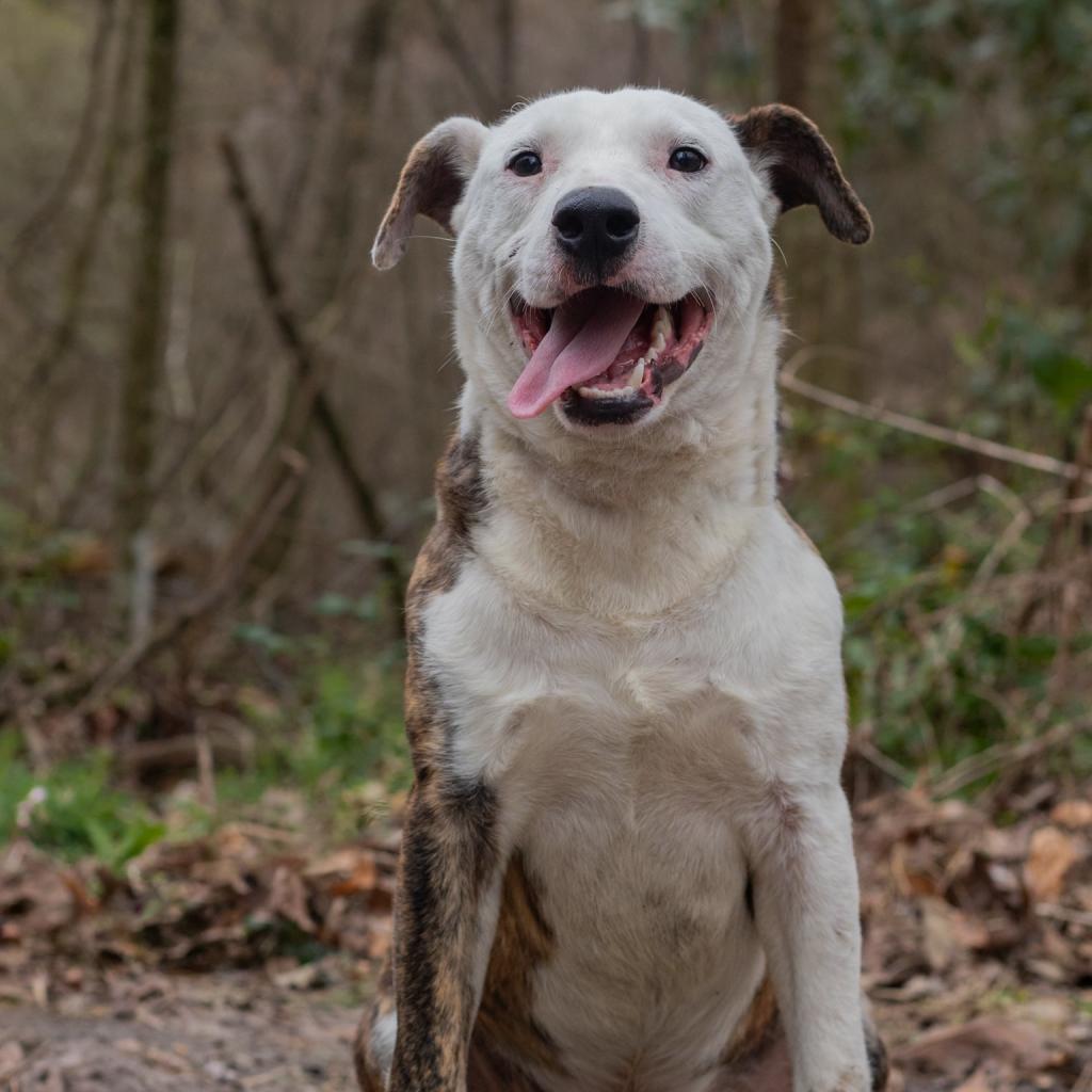 Joey, an adoptable Mixed Breed in QUINCY, FL, 32351 | Photo Image 5