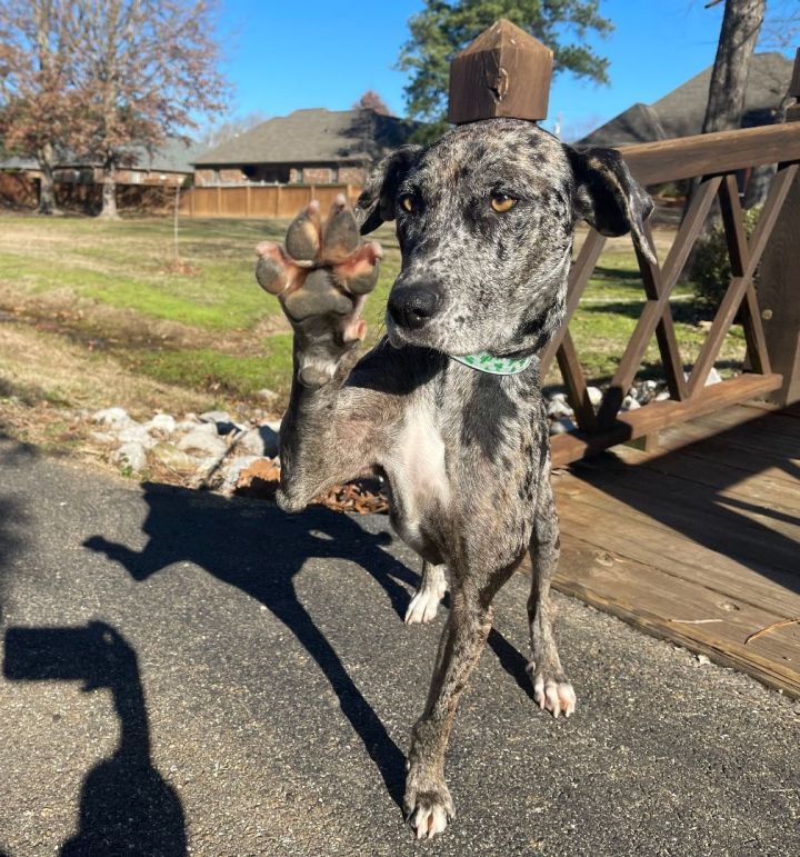 Catahoula ms sale