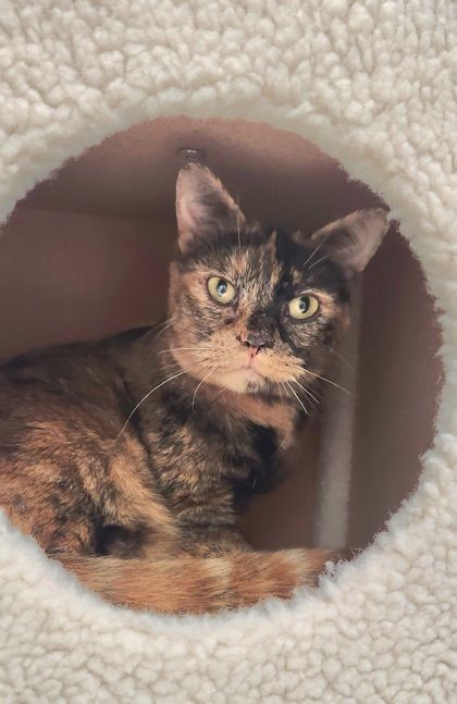 Cat for adoption - Allie, a Tortoiseshell in Butte, MT | Petfinder