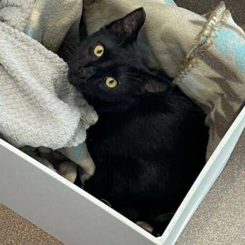 Spink, an adoptable Domestic Short Hair in Cedaredge, CO, 81413 | Photo Image 1