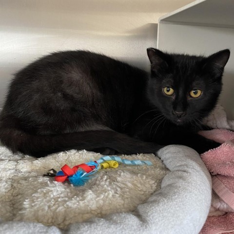 Spink, an adoptable Domestic Short Hair in Cedaredge, CO, 81413 | Photo Image 5