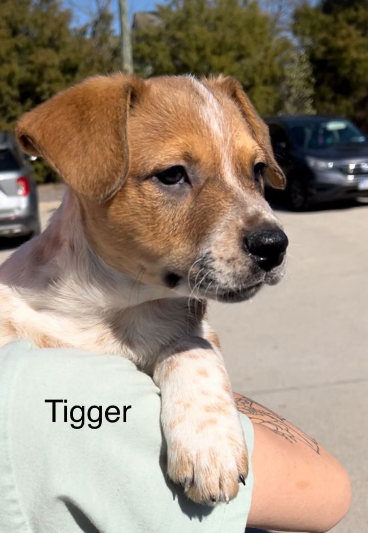 Tigger 1