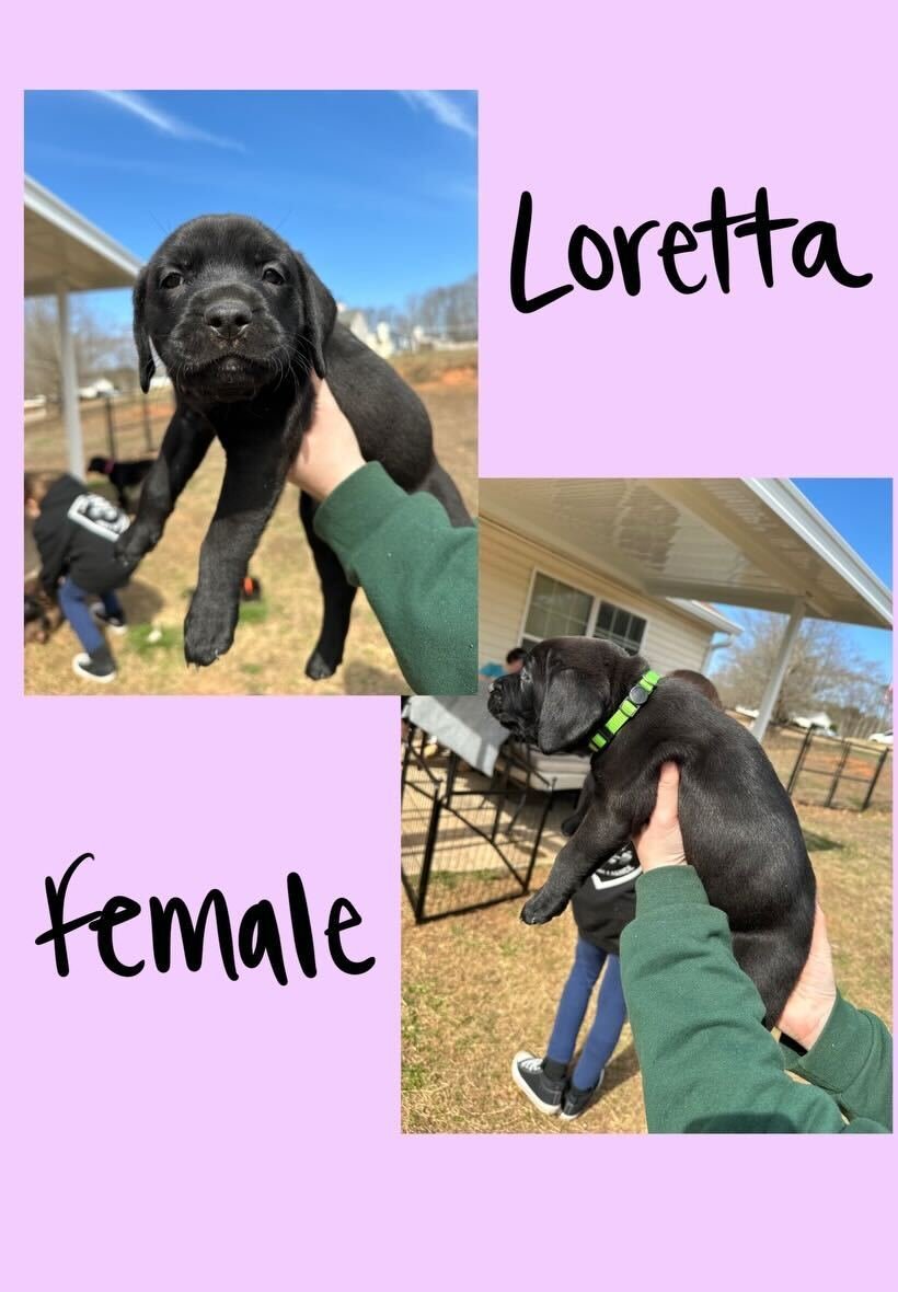 Loretta#2