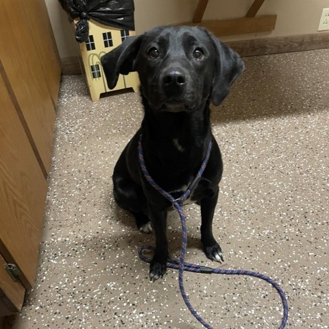 Dog for adoption - tori, a Black Labrador Retriever in Stilwell, OK ...