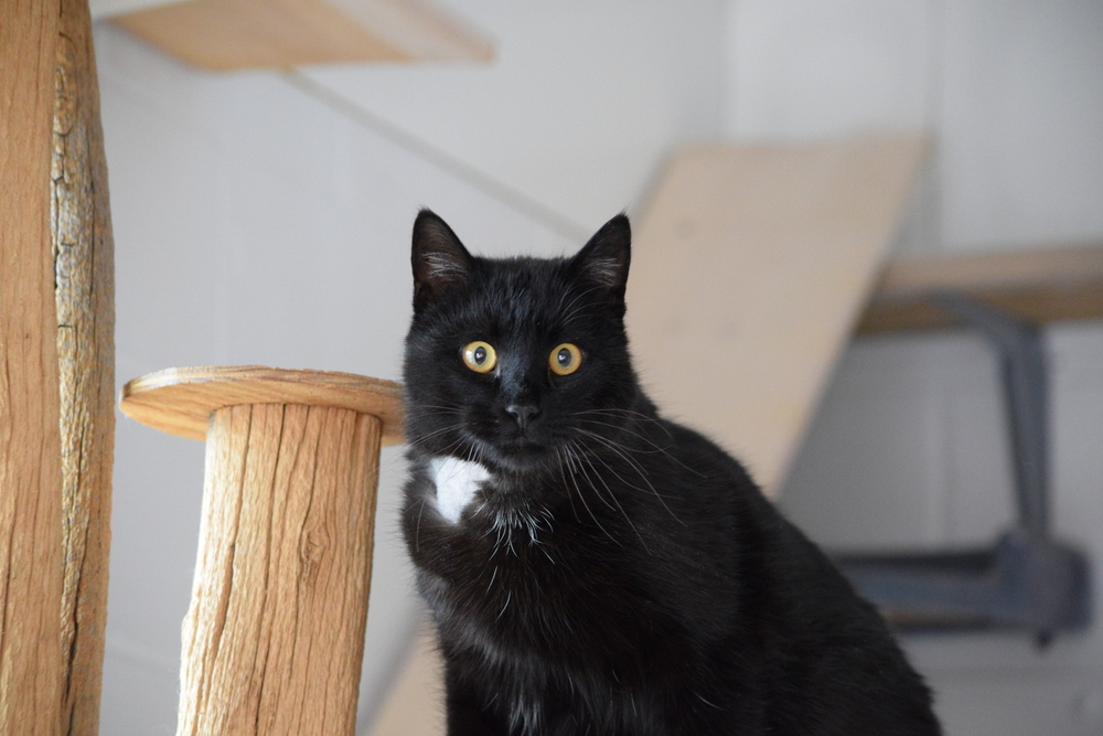 Noodles, an adoptable Domestic Short Hair in Salmon, ID, 83467 | Photo Image 1