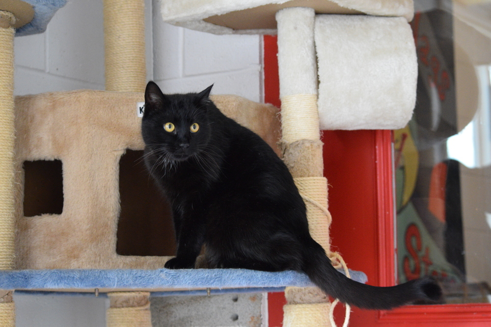 Noodles, an adoptable Domestic Short Hair in Salmon, ID, 83467 | Photo Image 2