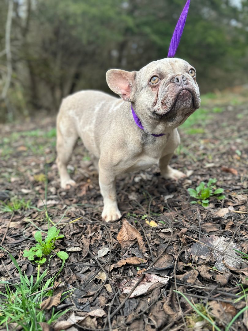 Dog for adoption - Bruce - Transport, a French Bulldog in Indianapolis ...